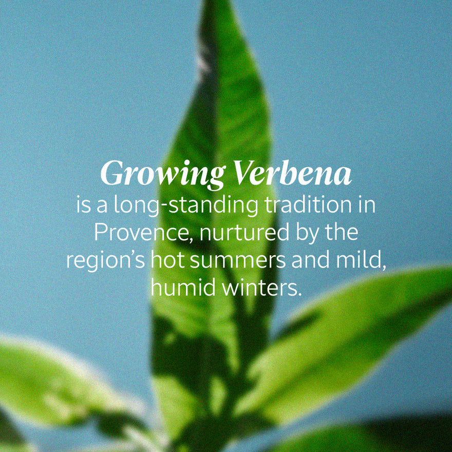 L’Occitane Verveine Shower Gel 500ml