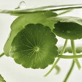 Beauty of Joseon Light on Serum : Centella + Vitamin C 30ml