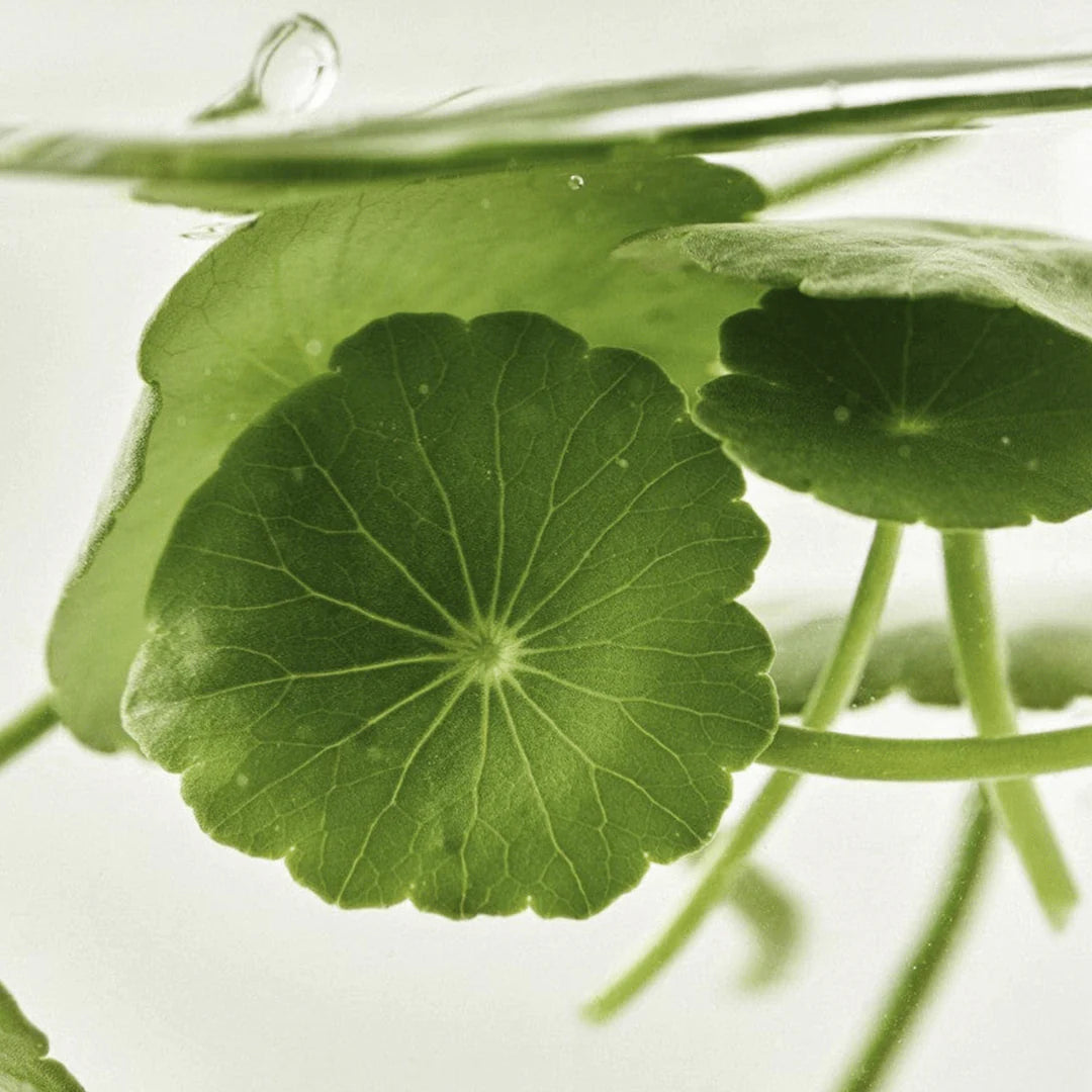 Beauty of Joseon Light on Serum : Centella + Vitamin C 30ml