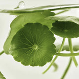 Beauty of Joseon Light on Serum : Centella + Vitamin C 30ml
